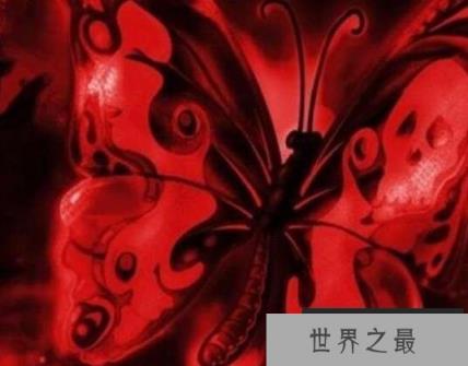 世界上最诡异的蝴蝶：鬼美人凤蝶捕捉者会离奇死亡