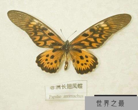 世界上最毒的蝴蝶