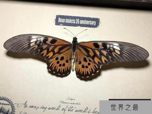 世界上最毒的蝴蝶