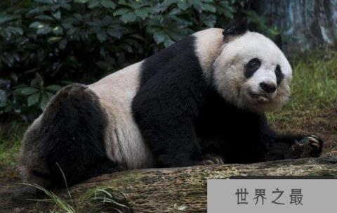 世界上最高寿熊猫