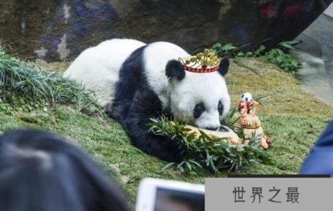 世界上最高寿熊猫