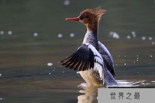 地球上10大濒临灭绝的鸟