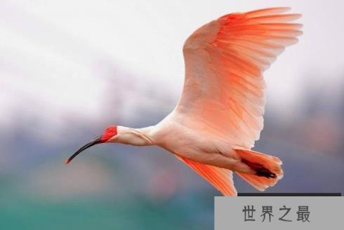 地球上10大濒临灭绝的鸟