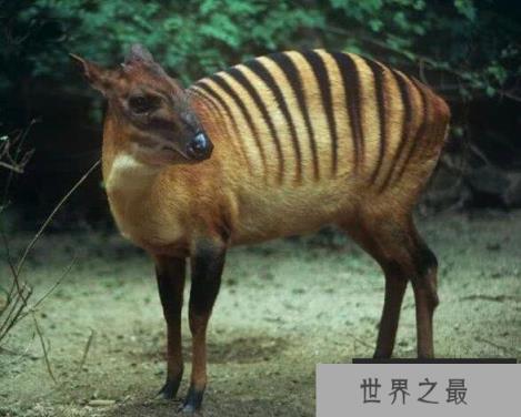 世界10大神奇动物