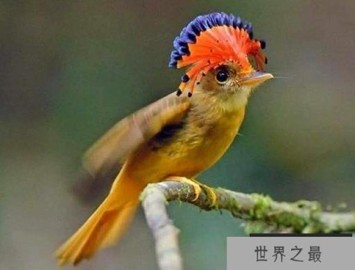 世界10大神奇动物