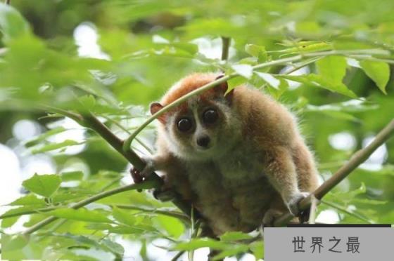 有毒灵长类动物