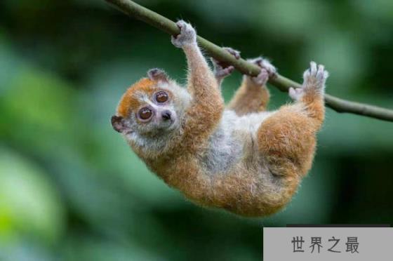 有毒灵长类动物