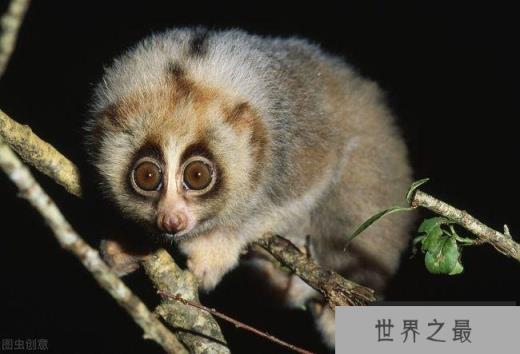 有毒灵长类动物