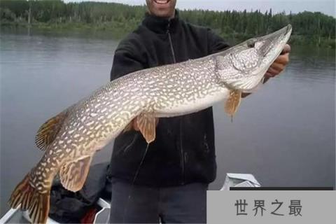 中国十大最脏鱼