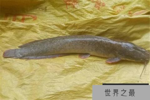 中国十大最脏鱼