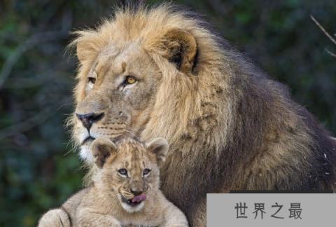 非洲动物战斗力排名前十名