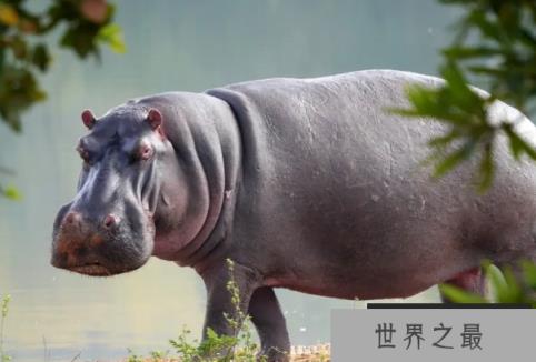 非洲动物战斗力排名前十名