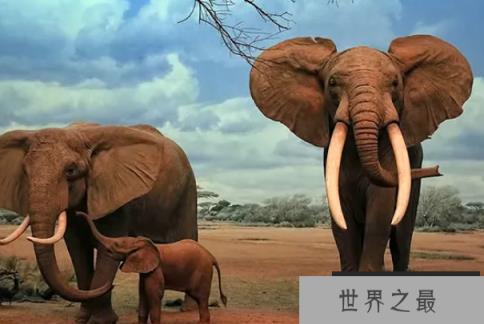 非洲动物战斗力排名前十名