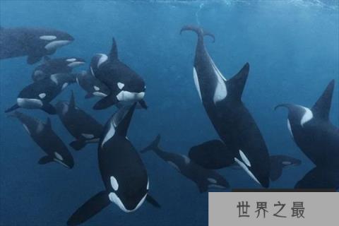 现代海洋十大霸主