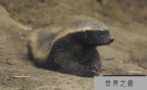 地球上5大最记仇的动物