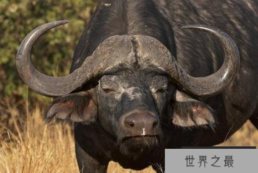 地球上5大最记仇的动物