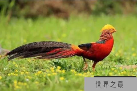 中国有一种很像凤凰的鸟：红腹锦鸡象征吉祥