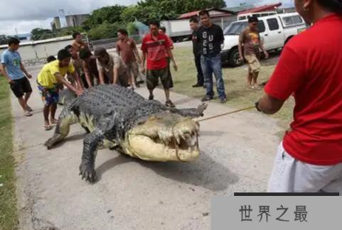 世界上最大的鳄鱼
