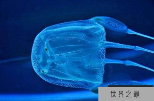 世界上10大最凶猛危险的动物