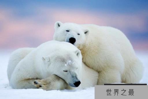 世界上10大最凶猛危险的动物