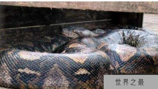 发现的世界上真正的第一巨蛇19米长轻松吞下一个人