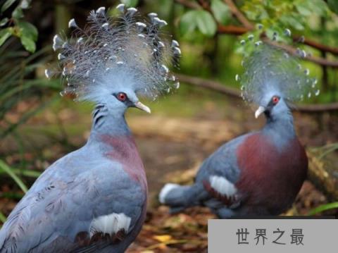 世界上最大的鸽子：凤冠鸠