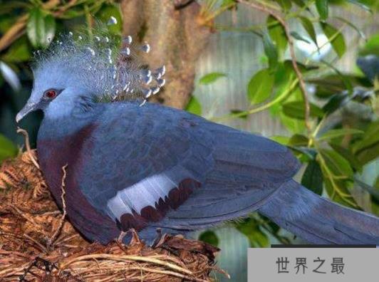 世界上最大的鸽子：凤冠鸠