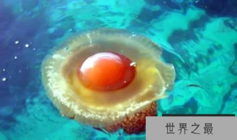 世界上最可爱的水母，蛋黄水母酷似荷包蛋