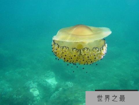 世界上最可爱的水母，蛋黄水母酷似荷包蛋
