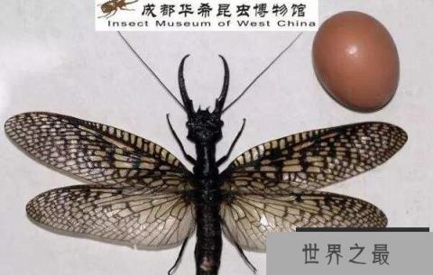 世界上最大的水生昆虫