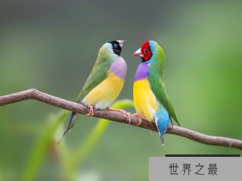 世界上最多彩的鸟：七彩文鸟身披七彩羽毛