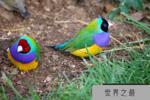 世界上最多彩的鸟：七彩文鸟身披七彩羽毛