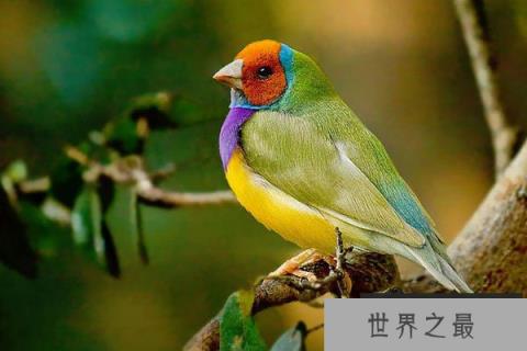 世界上最多彩的鸟：七彩文鸟身披七彩羽毛