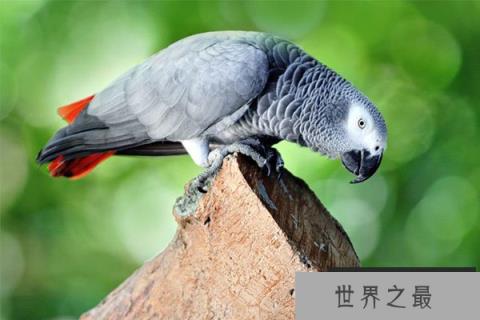 世界上学话最多的鸟：非洲灰鹦鹉
