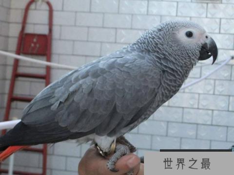 世界上学话最多的鸟：非洲灰鹦鹉