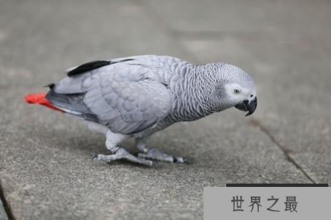 世界上学话最多的鸟：非洲灰鹦鹉