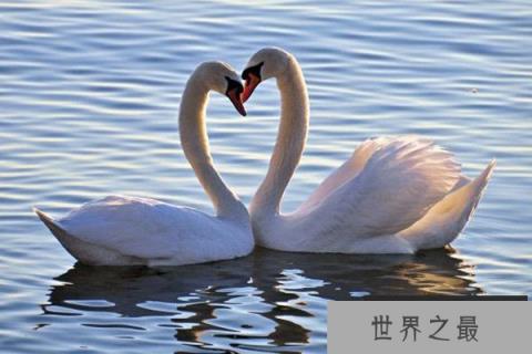 世界上羽毛最多的鸟，天鹅浑身超2500根羽毛