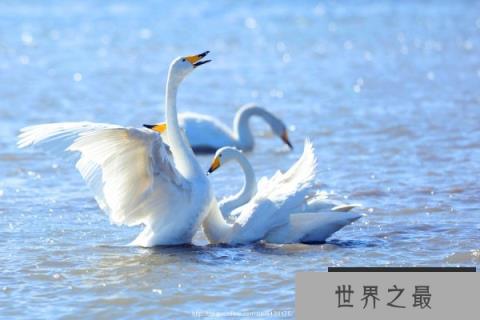 世界上羽毛最多的鸟，天鹅浑身超2500根羽毛