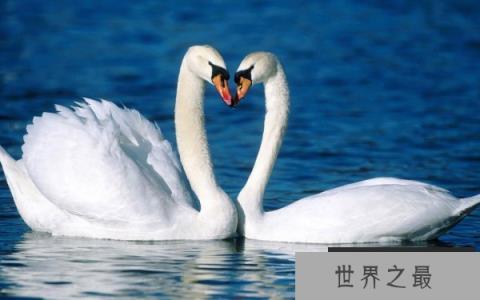 世界上羽毛最多的鸟，天鹅浑身超2500根羽毛