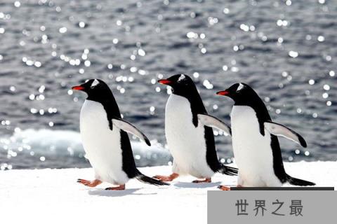 世界上游的最快的鸟：巴布亚企鹅