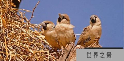 世界上最大的鸟巢