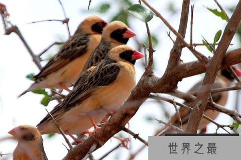 世界上数量最多的鸟类：红嘴奎利亚雀