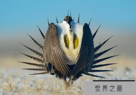 北美最大最美的松鸡：艾草松鸡