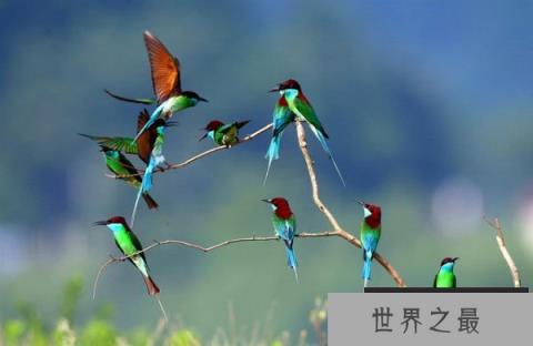 中国最美小鸟：蓝喉蜂虎