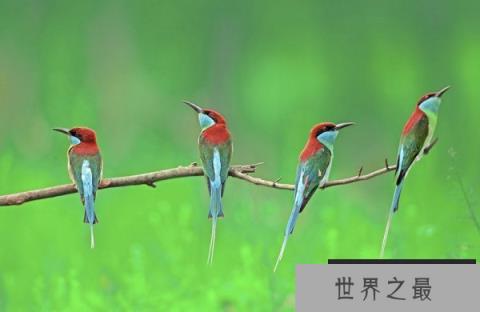 中国最美小鸟：蓝喉蜂虎