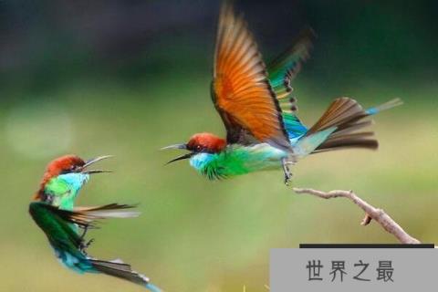 中国最美小鸟：蓝喉蜂虎