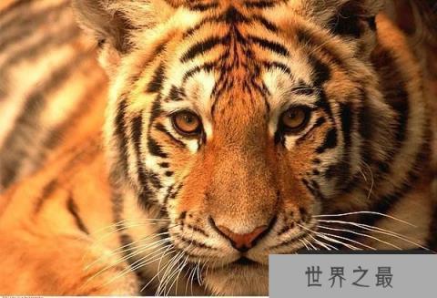 世界上最凶残的动物：当属“百兽之王”老虎