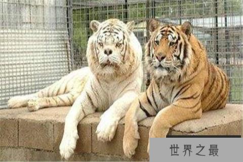 世界上最丑的老虎：近亲繁殖，寿命仅有10岁