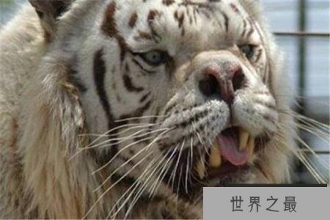 世界上最丑的老虎：近亲繁殖，寿命仅有10岁