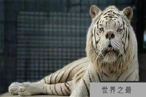 世界上最丑的老虎：近亲繁殖，寿命仅有10岁